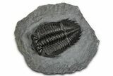 Bug-Eyed Coltraneia Trilobite Fossil - Ofaten, Morocco #355764-3